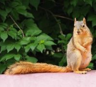 Red Fox Squirrel