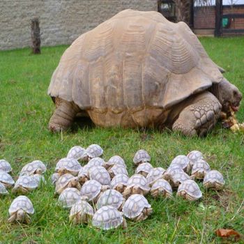 tortoise family