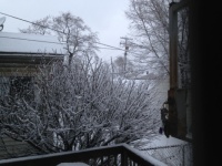 Burning bush in winter