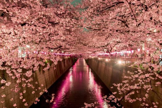 Cherry Blossoms, Tokyo