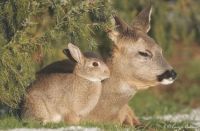 Bambi & Thumper do exist in Alberta Canada pic5