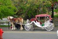 Carriage in Victoria BC