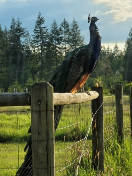 neighbor's peacock