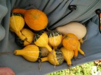 Garden Gourds '09