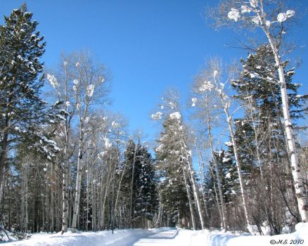 Snowballs in trees, Grand Teton Natl. Park