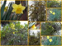 The First Golden Smiles of Spring--Carolina Jasmine & Yellow Daffodils