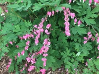 2023 Bleeding Heart