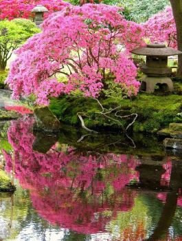 Theme Trees and Flowers : Pink Blossoming Tree.