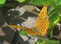 Another butterfly
