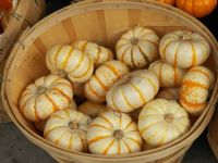 Decorative little pumpkins
