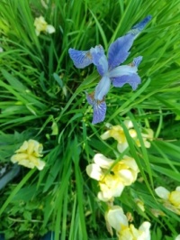 iris