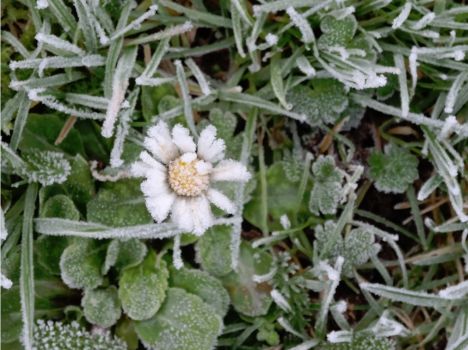 Frosted daisy