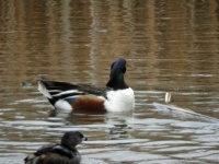 A Northern Shoveler and a Pied-billed Grebe