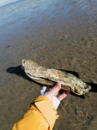 Oyster shell in the wadden sea near Sylt island