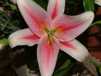 Lily