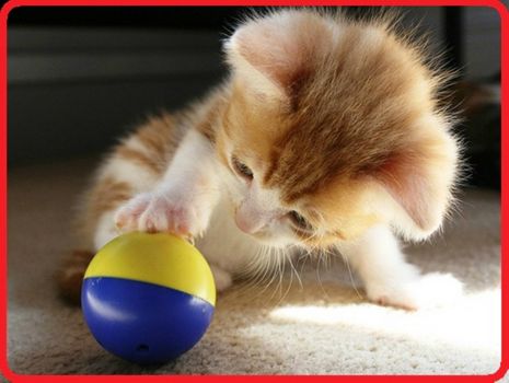 baby-ball-cat-cute-Favim.com-110258_large