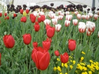 Mainau Tulips