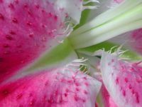Pink Lily - Up Close and Personal (Extra Large)