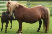 Shetland Pony Mother and Baby