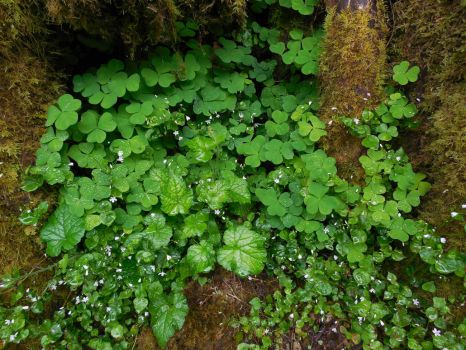 Wild Wood Sorrel