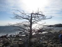 Winter Tree with Atlantic Ocean