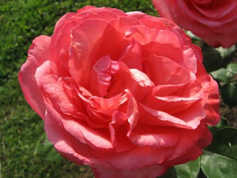 Vrtnica v Volčjem Potoku - A rose at Volčji Potok