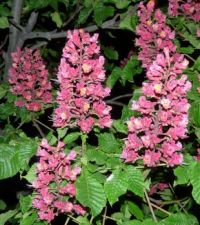 HorseChestnut at night with flash