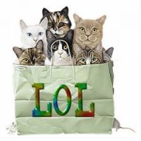 Bag of cats