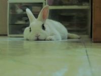 WABBIT
