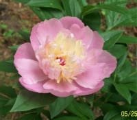 Camellia