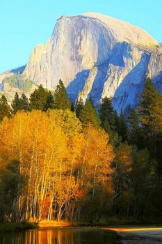 Golden Aspen Trees At The Base Of Half Dome - Yosemite National Park...