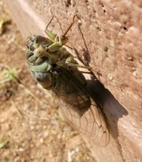 Brand new cicada