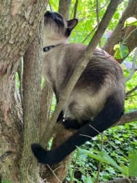 Up a Tree With Nowhere to Go