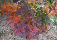Smoke Bush with Fall Colors