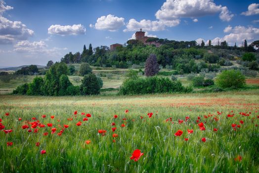 Tuscan Poppies, by albert_debruijn on flickr
