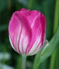 Tulip (Apr17P04)