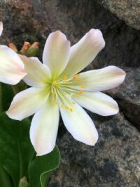 Tweedy's Lewisia