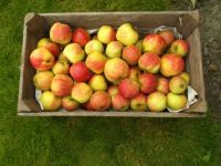 Zelf gekweekte ,Elstar appels