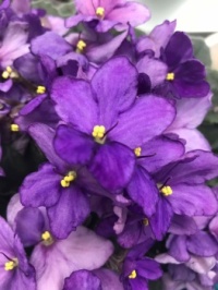 African Violets (medium)