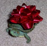 Happy reptilian Holidays!