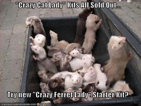 Sorry, all Crazy Cat Lady Kits are now sold out. May I suggest our new ..