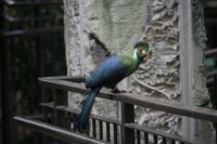 Turaco at Bird Kingdom, Niagara Falls, Canada