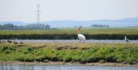 Pelican