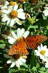 Butterfly in my Garden Today
