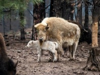 Better picture of white bison calf