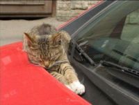 Another daft cat sleeping