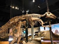 Dinosaurus - Drumheller - Alberta - Canada