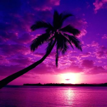 "Pink & Purple Tropical Sunset."