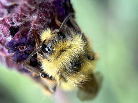 Bumblebee sleeping on Lavender