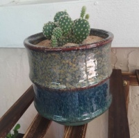 Newly repotted a cactus plant